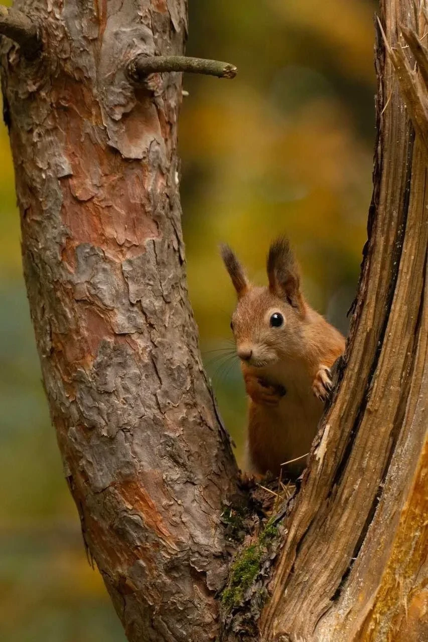 🐿️ Рыжая красотка попала в объектив местных жителей в Серебряном Бору

На кадре — белочка, которая 