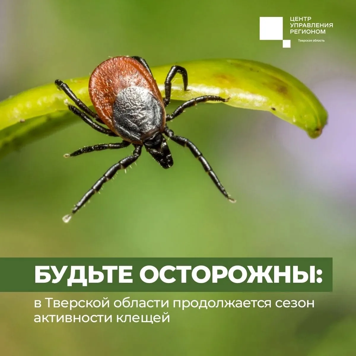 Меры предосторожности против укуса клещей