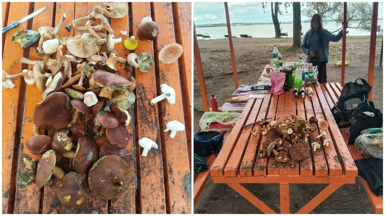 🍄 Грибной сезон добрался до столицы — урожай собирают прямо в городских парках.