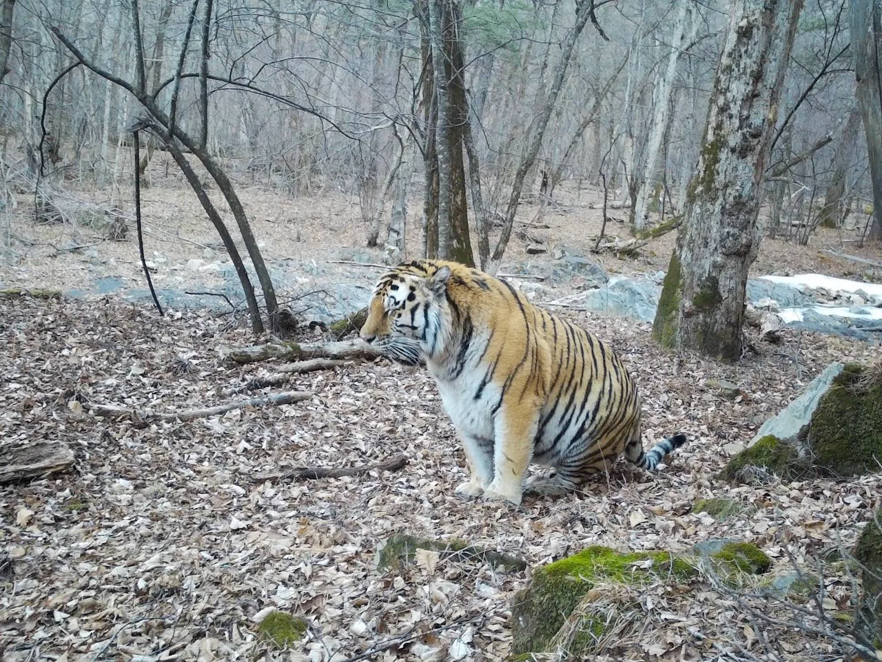 🐯 В Приморье заметили очень упитанного амурского тигра