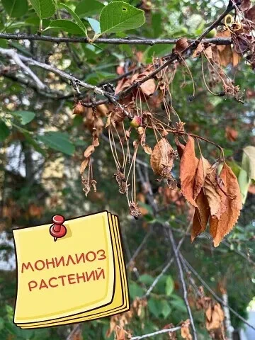 ❓КАК БОРОТЬСЯ c этим опacным гpибковым зaболeвaниeм, котоpоe cпоcобно уничтожить цeлоe ...