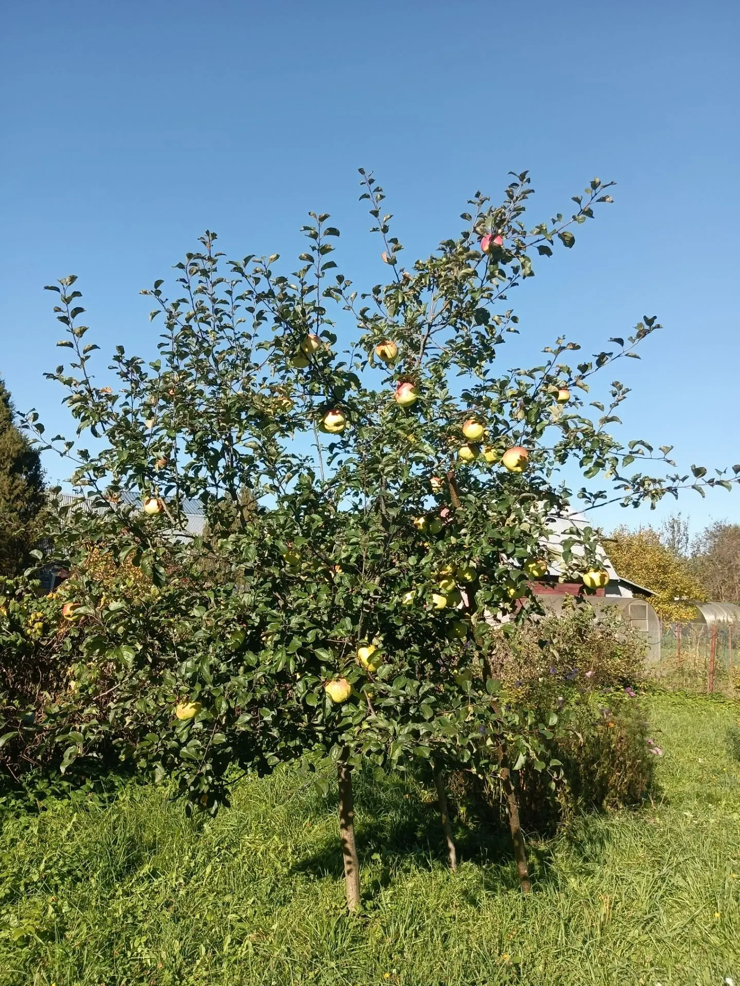 🍏🍎