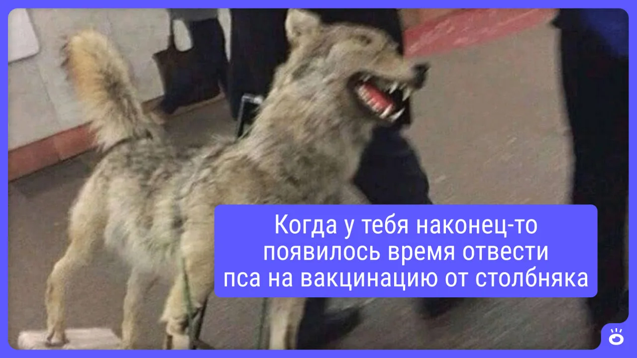 Хотите помогать животным? Тогда эти вакансии для вас!

⏺️ Ассистент ветеринарного врача
Опыт: не тре