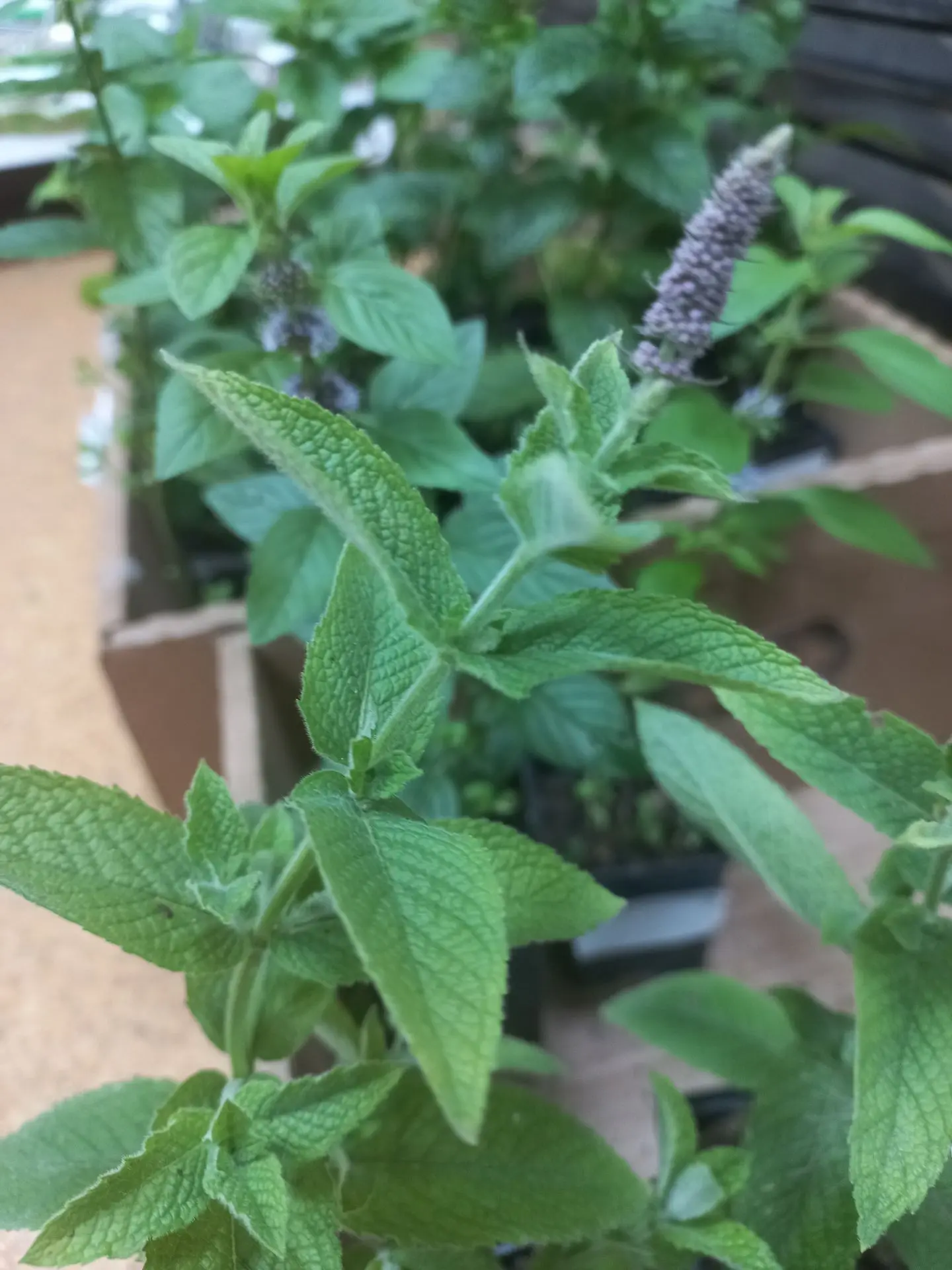 🌱Что-то новое в мятном мире.