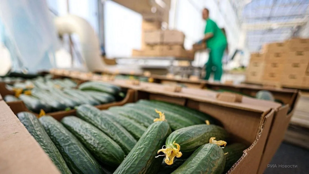 🥒 Огурцы резко подорожали в Башкирии 

По данным Башстата, с начала июня цена на них увеличилась на