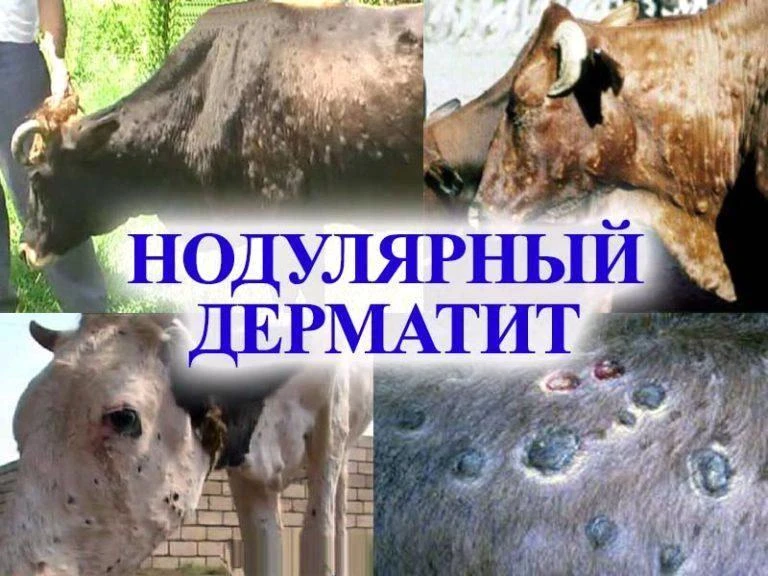 📌Заразный узелковый дерматит (ЗУД) крупного рогатого скота 🐄 (КРС) (нодулярный дермат...