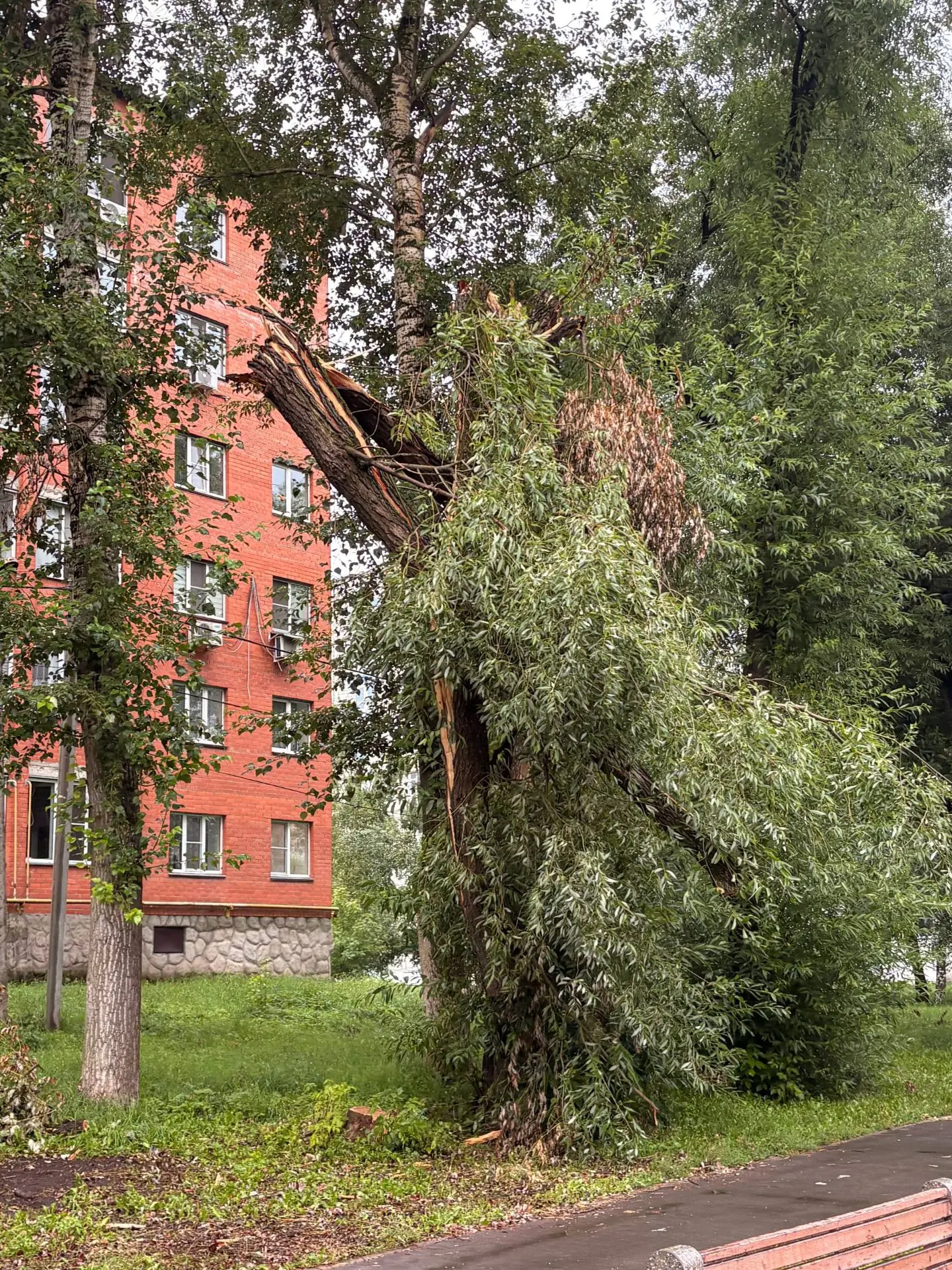 Большая просьба убрать сломанные деревья и ветки после урагана на улице Оборонной вдоль велодорожки.