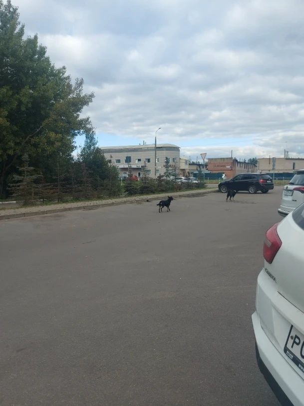 Удивительно, что администрация  не обнаружила собак.