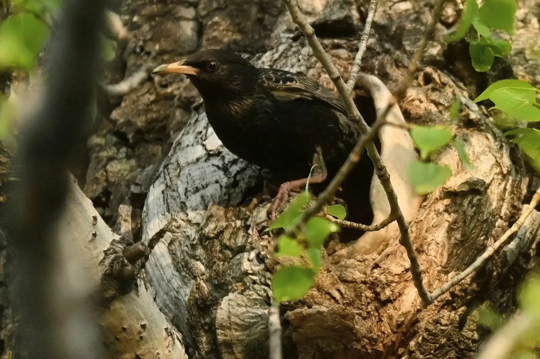 🐦‎Пернатые кормильцы желторотого потомства показали минусинским лесопожарным детали трапезы прожорли