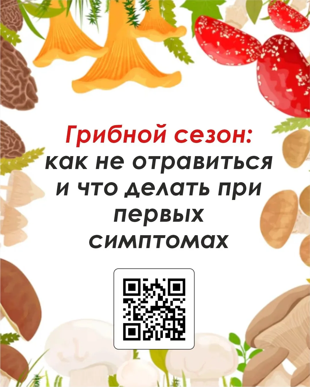 🍄‍Грибной сезон: советы по безопасности и действия при первых признаках отравления