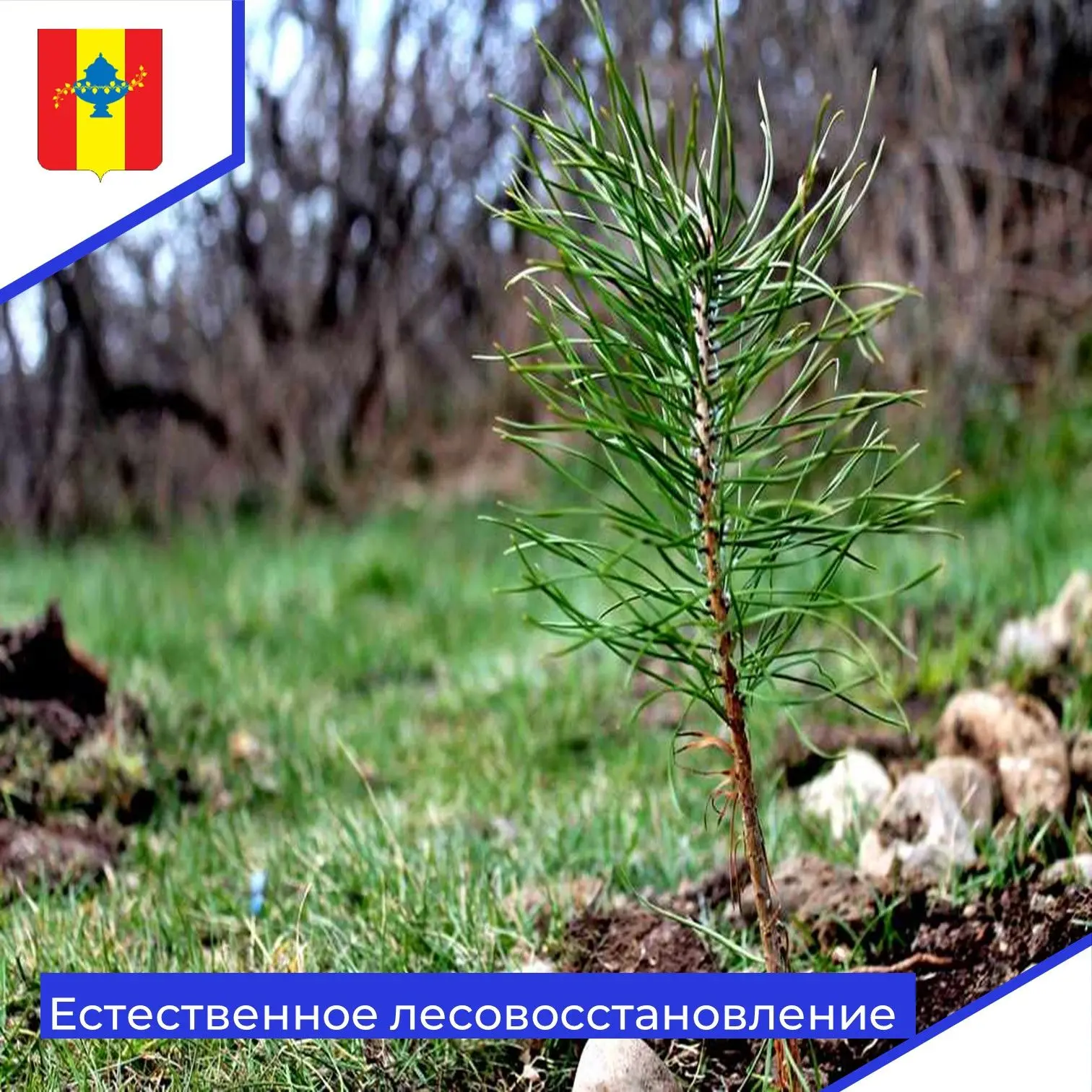 Осень — очередной практичный этап в цикле лесокультурных работ, в рамках которого делаю...
