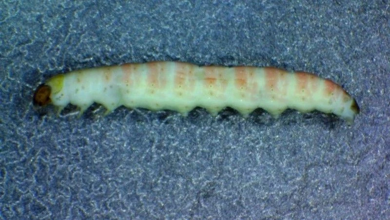 🐛 В Астрахани нашли опасного вредителя в партии нектаринов