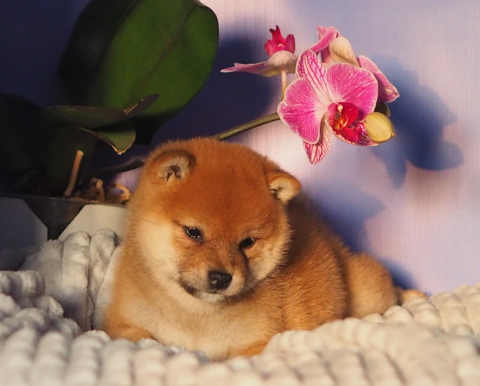 Такая эффектная малышка доступна для бронирования🫶🌸