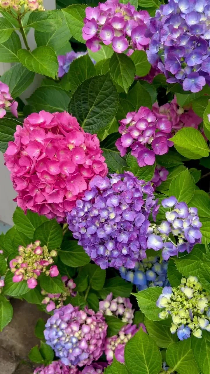 Гортензии: выбор места и посадка 🌸🌿

Гортензия — королева тенистого сада. Правильная посадка — зал