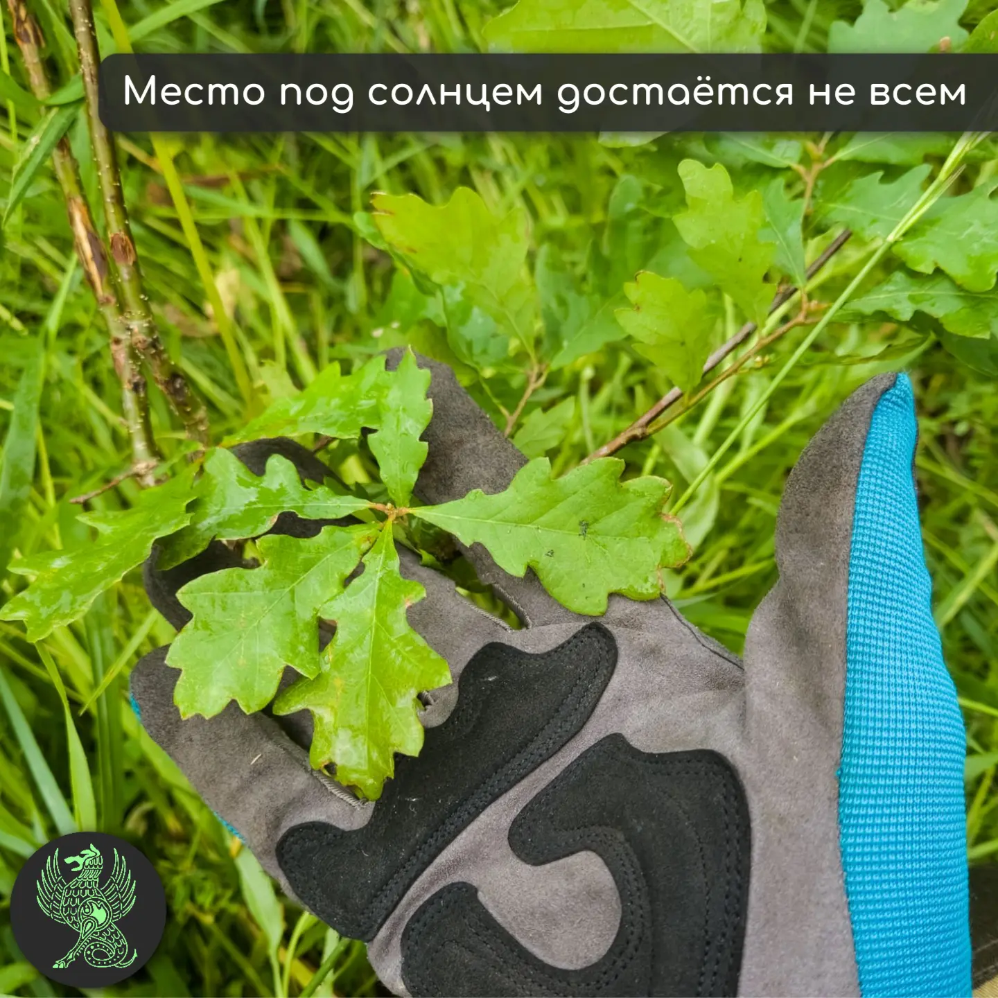 Место под солнцем достаётся не всем

В природе за жизнь приходится бороться.

И 14 500 молодых дерев
