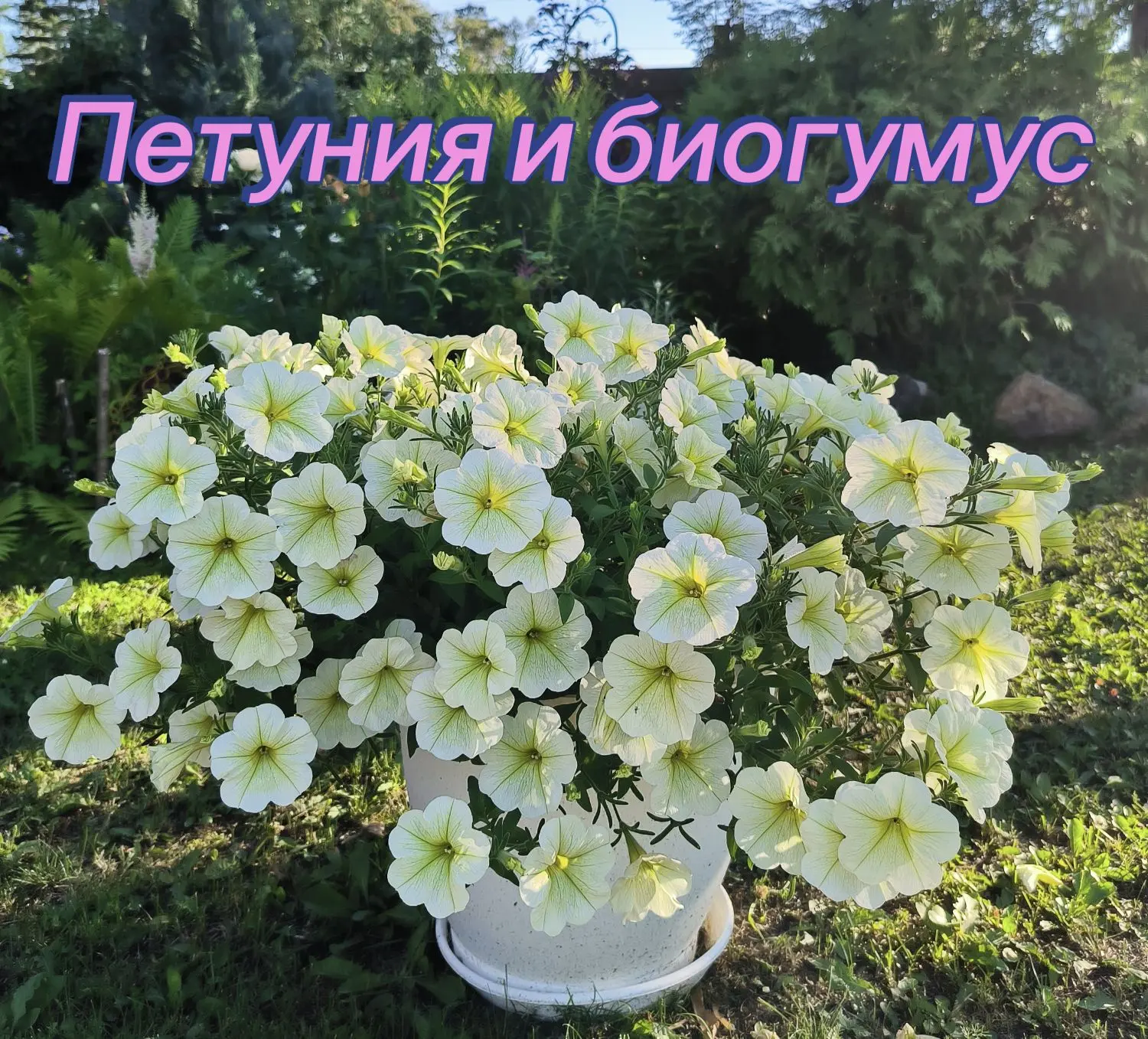 🌸Петуния🌸 и 🪣биогумус🪣

Биогумус - натуральное органическое удобрение, продукт переработки орган
