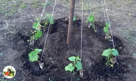 Посадка огурцов в грунт и теплицу 🥒🌱

Огурцы — теплолюбивые. Сроки посадки зависят от погоды и мес