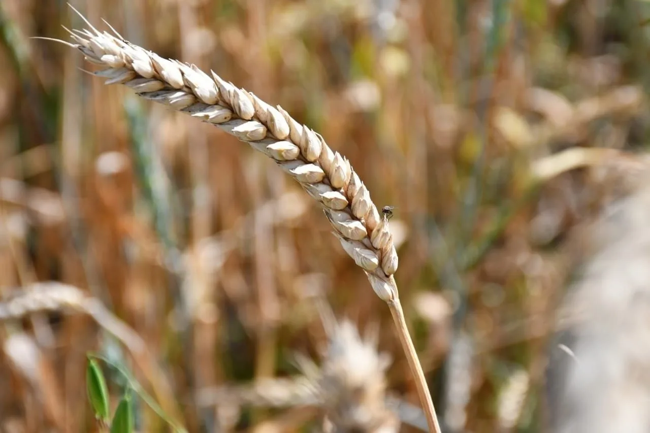 С добрым пятничным утром, уважаемые дюртюлинцы!🌾
