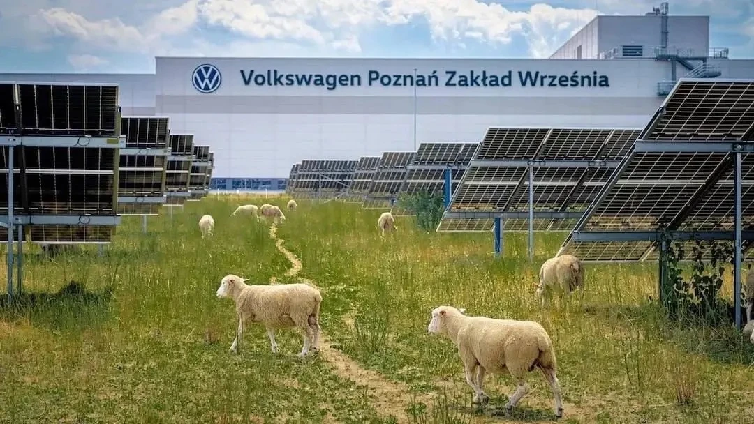 В Польше компания Volkswagen наняла на работу 100 овец. Сотрудники-овцы должны просто гулять и щипат