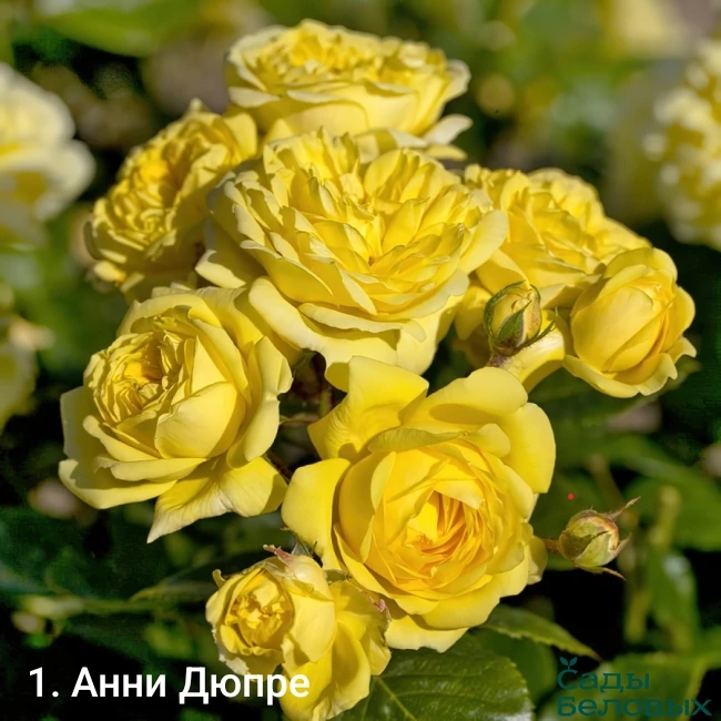 🌺🌺🌺Добрый день, уважаемые покупатели, пришла весна, а значит пора готовиться к посад...