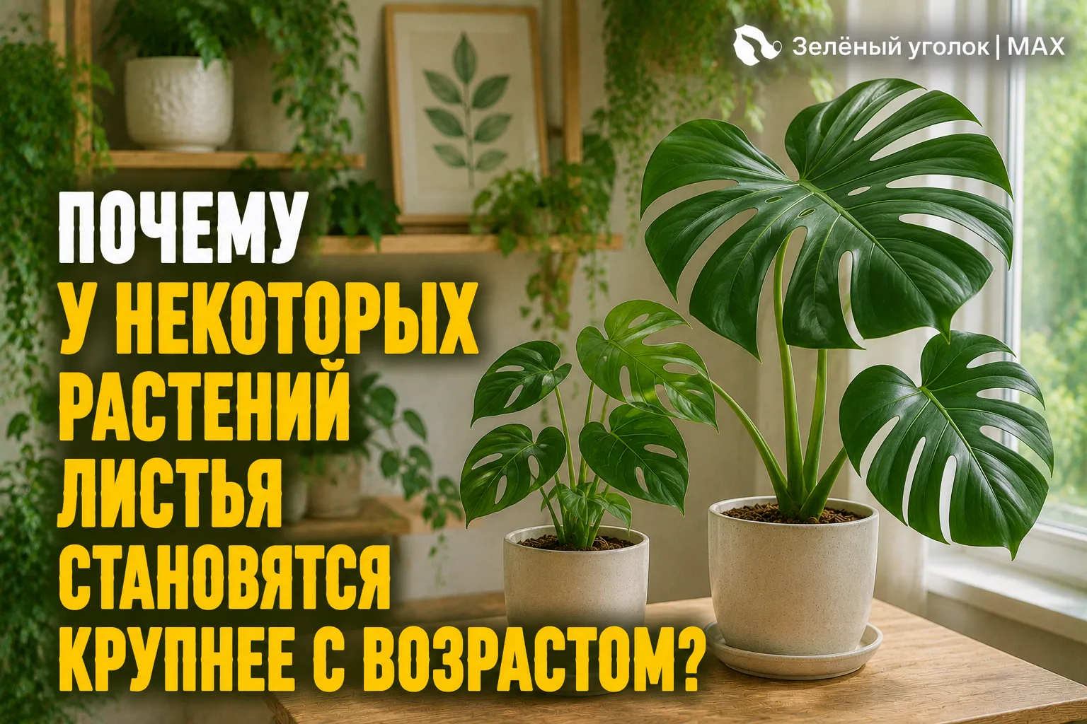 🌿 ПОЧЕМУ У НЕКОТОРЫХ РАСТЕНИЙ ЛИСТЬЯ СТАНОВЯТСЯ КРУПНЕЕ С ВОЗРАСТОМ?

По мере роста корневая систем