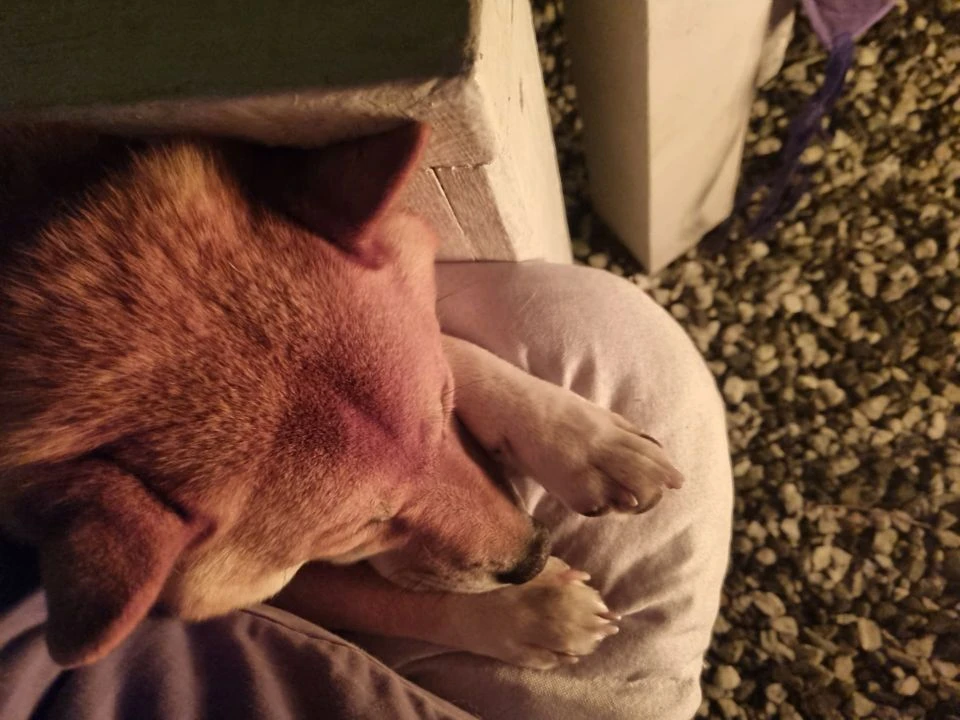 Даже 🐶 хорошо летом у костра)