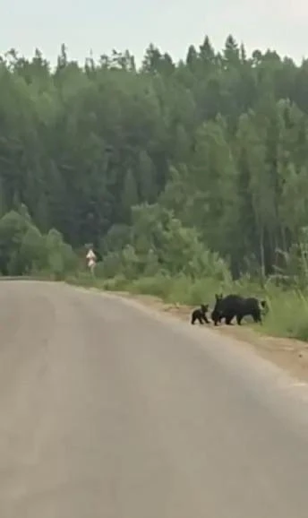 В Ленске в районе аэропорта была замечена медведица с медвежатами.
