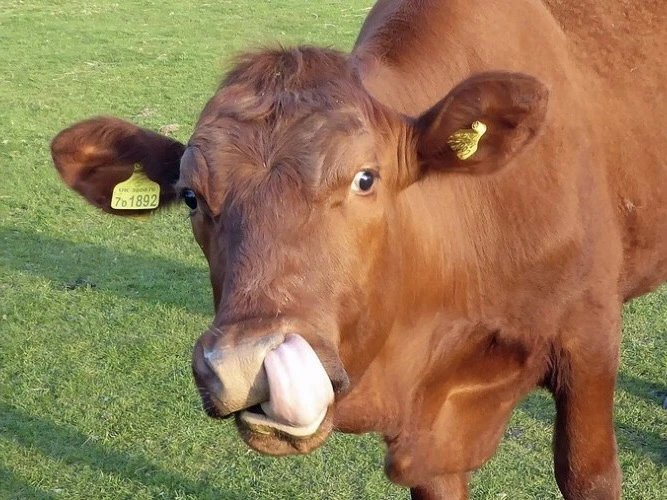 Породистые нижегородцы 🐄