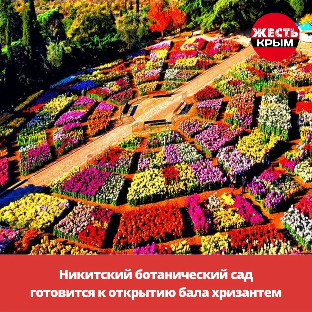 Никитский ботанический сад готовится к открытию бала хризантем. Гости увидят… — публикация канала «Жесть Крым Симферополь Севастополь»