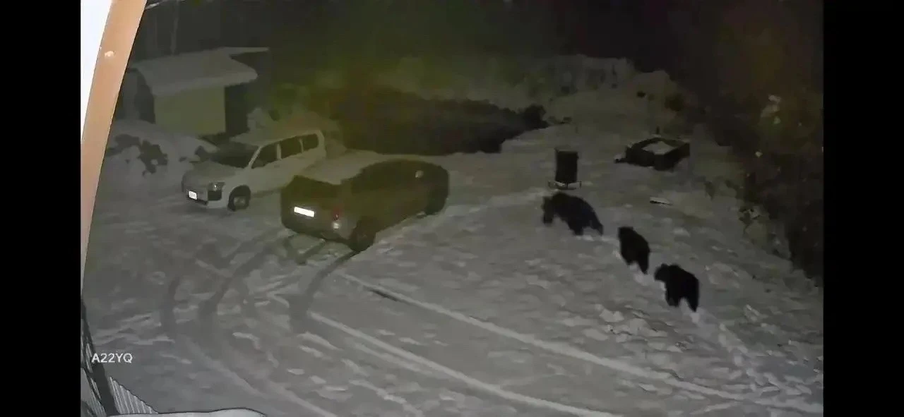 ❗️81 агрессивного медведя ликвидировали с начала года в Югре.