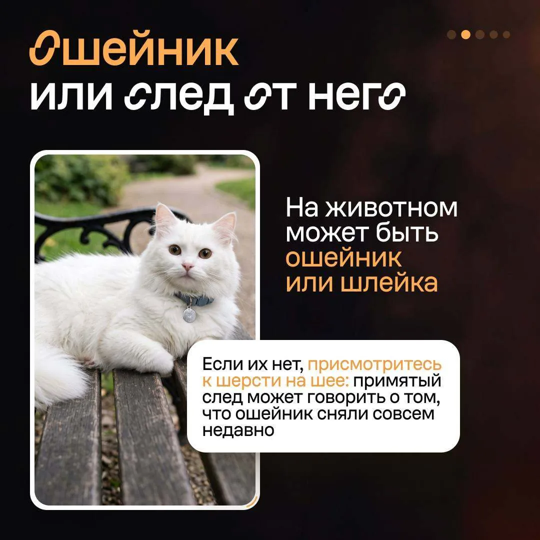 Изображение 3 к публикации «Авито»