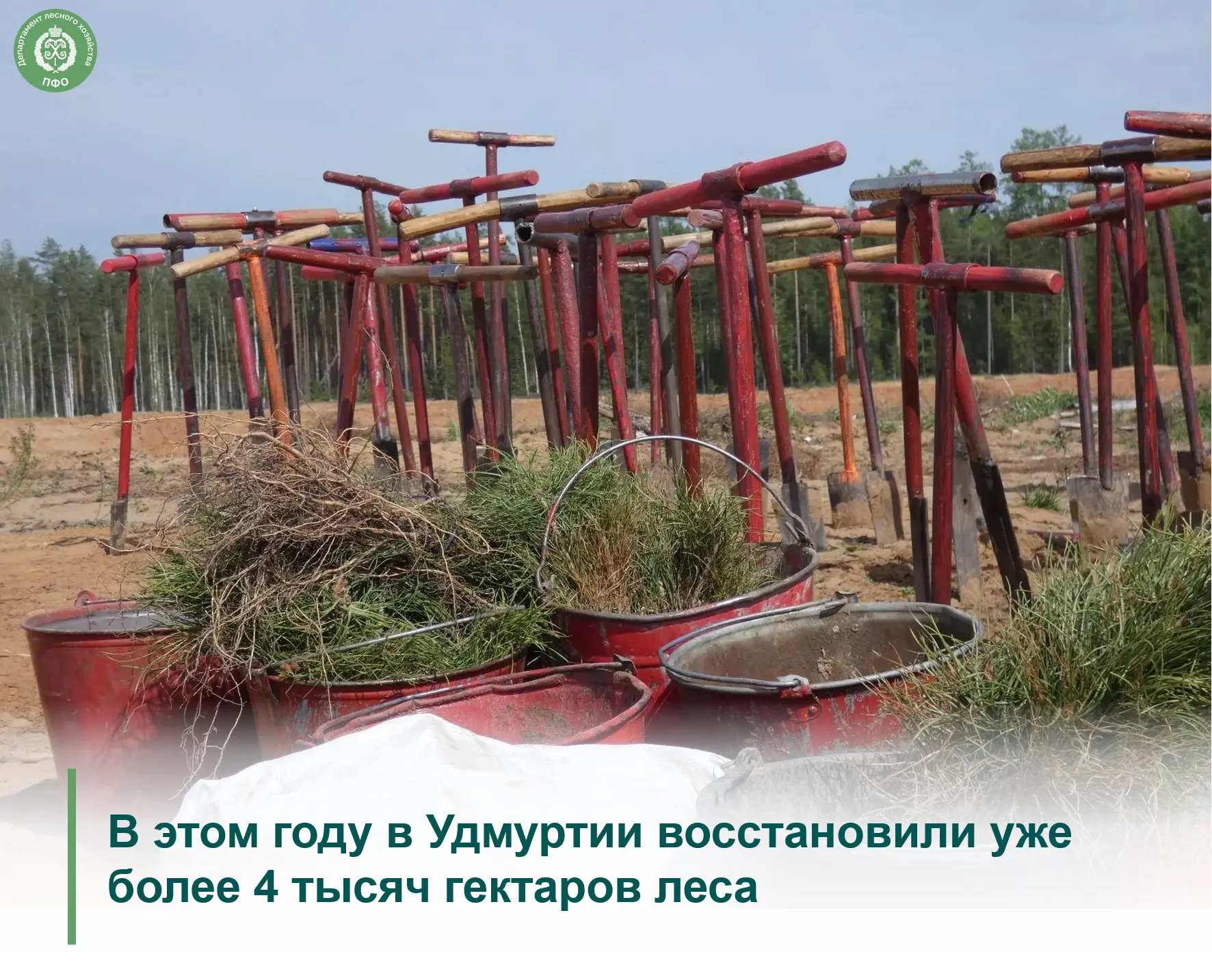 ✅️ В регионе выполнили план по весеннему восполнению лесных ресурсов в рамках нацпроекта «Экологичес