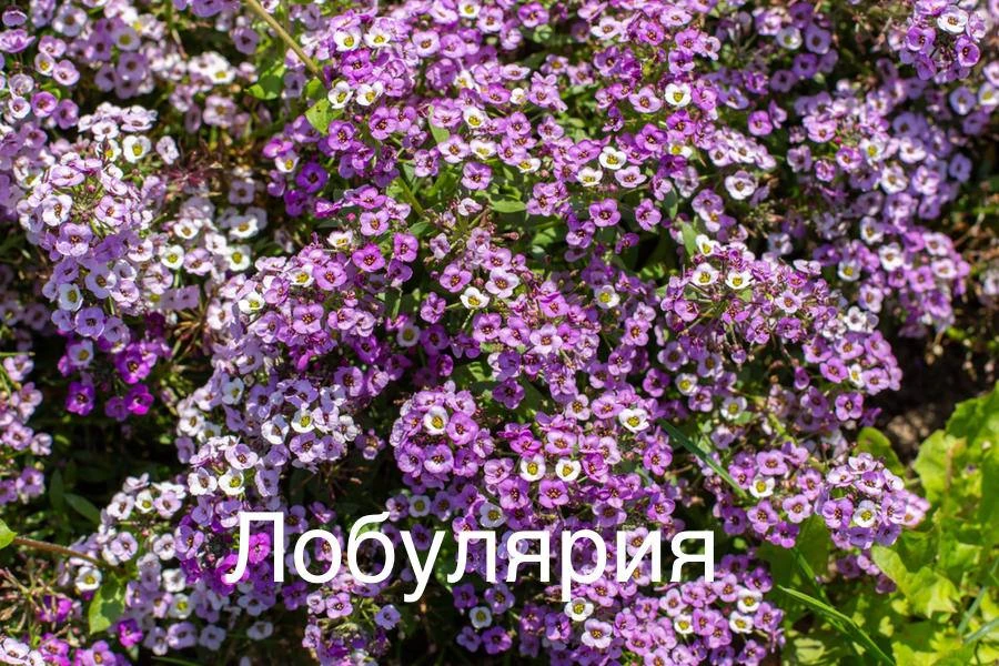 Изображение 3 к публикации «Сад-огород с Вероникой Поливкиной»