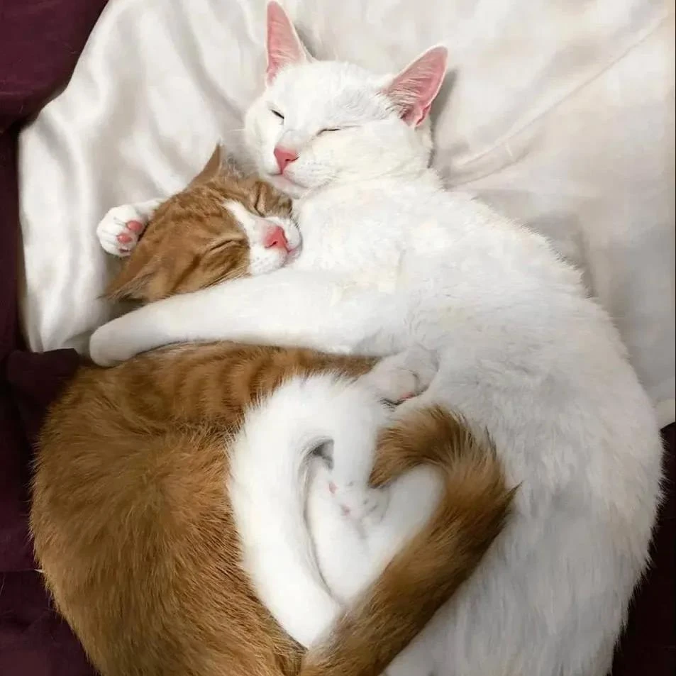 💞День «Ты важен мне» отмечается сегодня