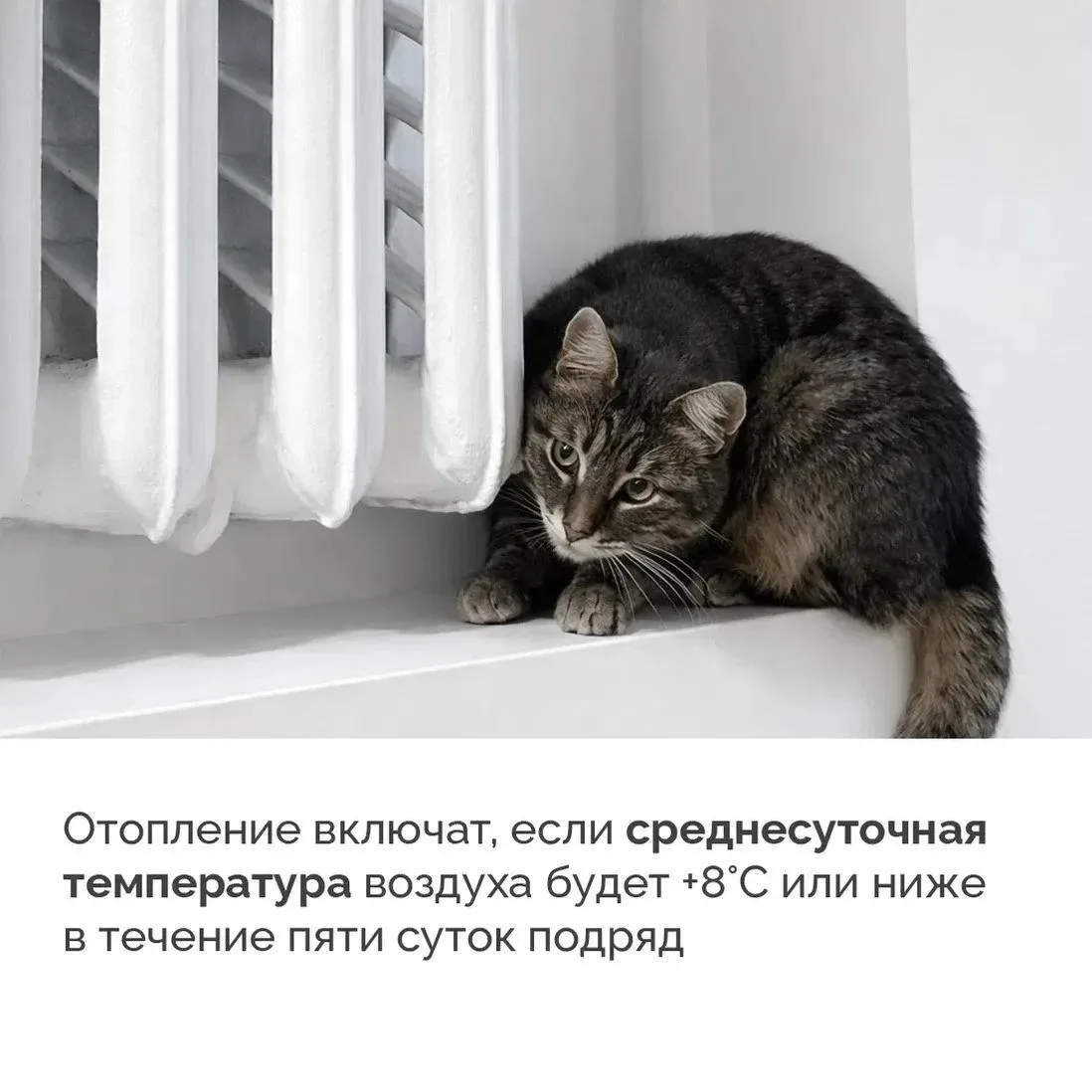 Если возникли проблемы с теплом или содержанием дома: полезные телефоны ☎️