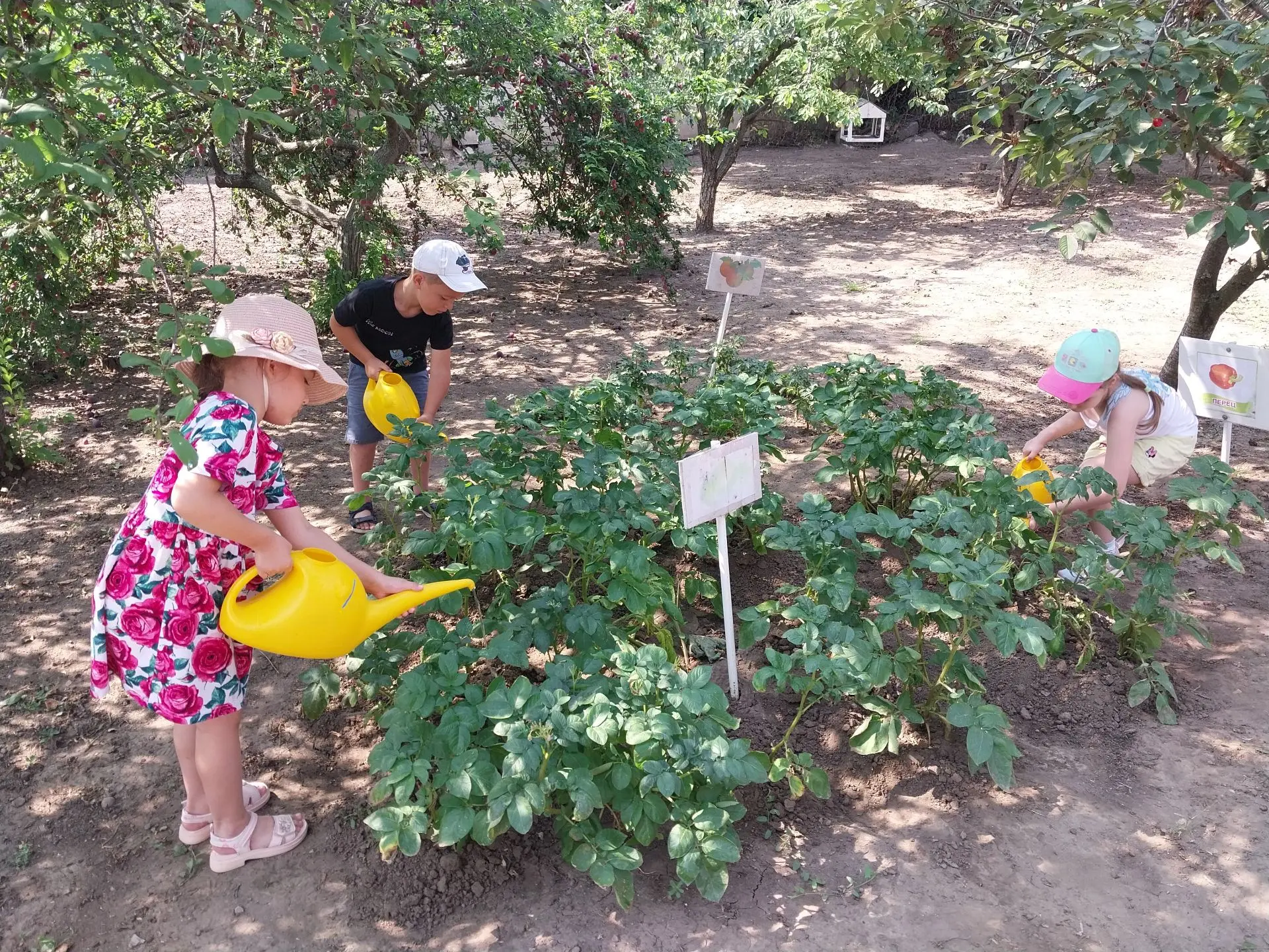 Воспитанники подготовительной группы «Казачата» вновь вышли в огород детского сада, чтобы продолжить