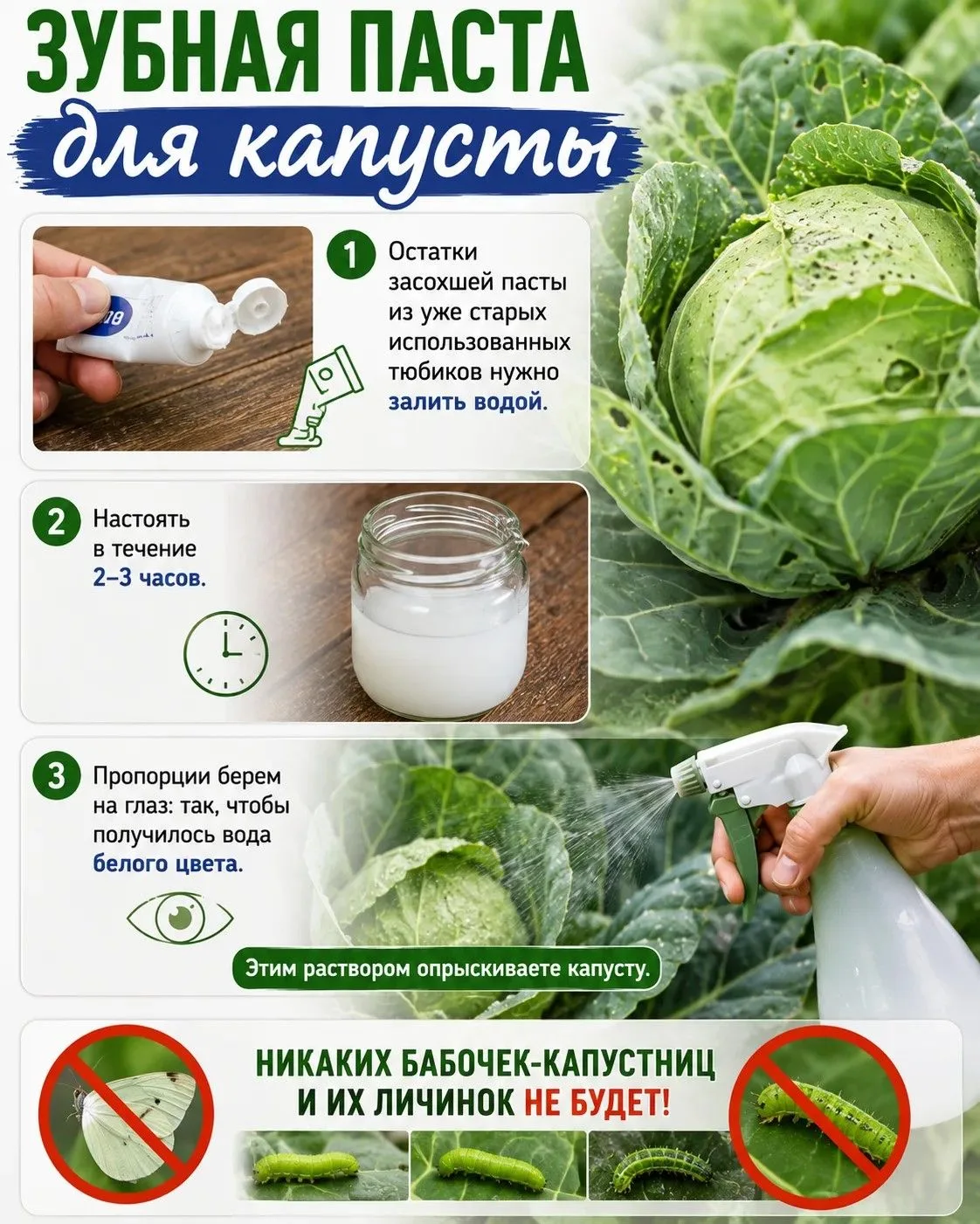 ЗАЧЕМ КАПУСТЕ ЗУБНАЯ ПАСТА
