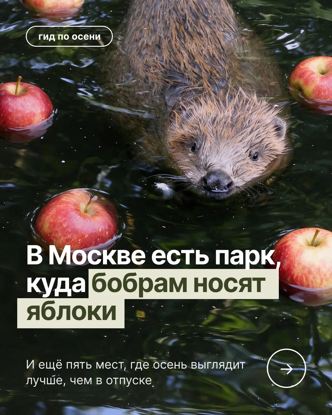 🍃Куда сходить в Москве, чтобы надышаться осенним воздухом и насмотреться осенних красо...