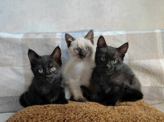 ❤Пост добра: котята ищут дом