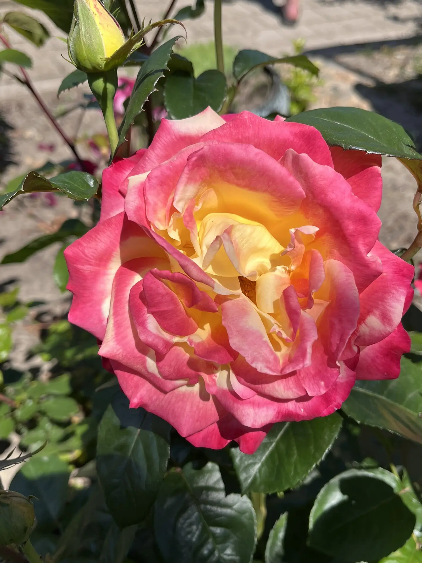 Доброе утро! ✨

🌹 Пусть утренний свет наполнит вас энергией и позитивом, а свежий воздух подарит бо