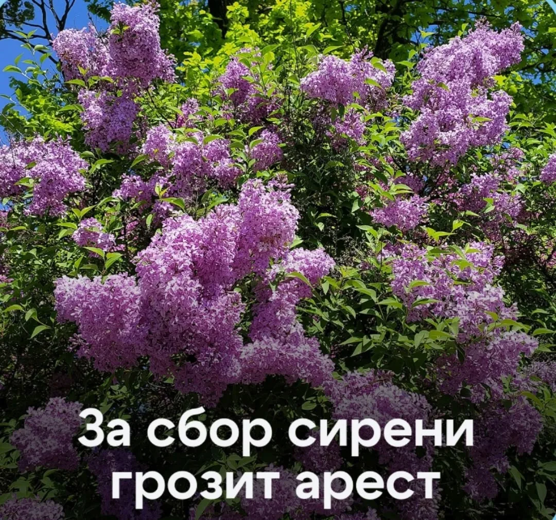 За веточку? В смысле штраф? Россиян предупредили о наказании за сбор сирени. За сорванную сирень мож