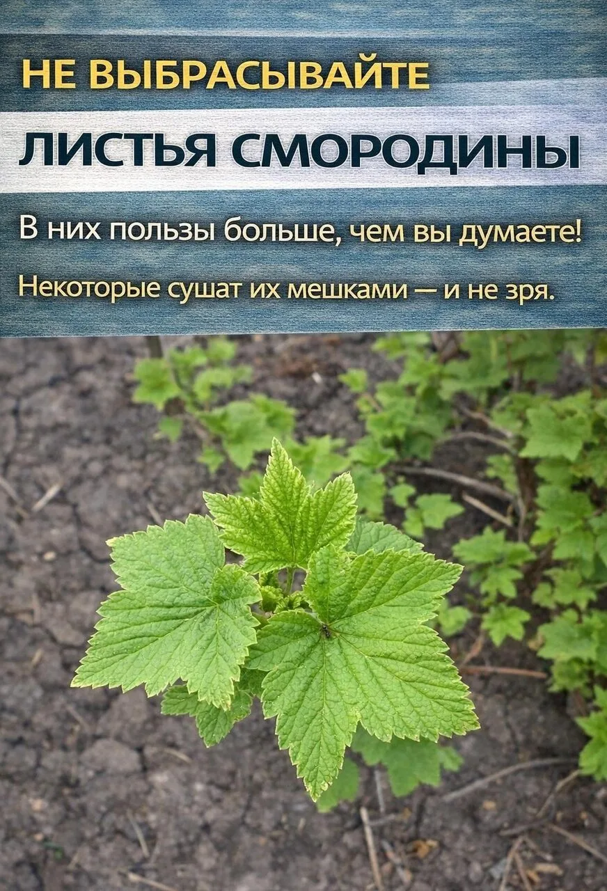 ЧΕΡΗЫΕ СΜОΡОДИΗОΒЫΕ ЛИСΤЬЯ — И᙭ ΠОЛΕЗΗЫΕ СΒОЙСΤΒΑ
