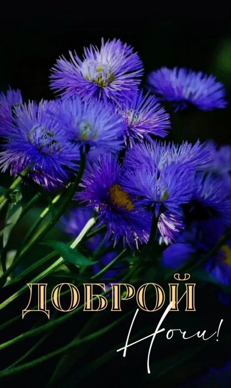 Доброй ночи!