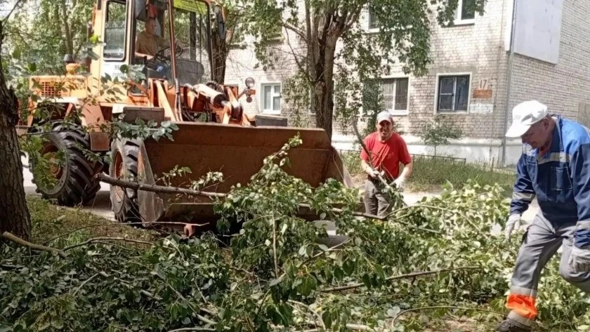 Почему в Дзержинске начали экстренную опиловку деревьев