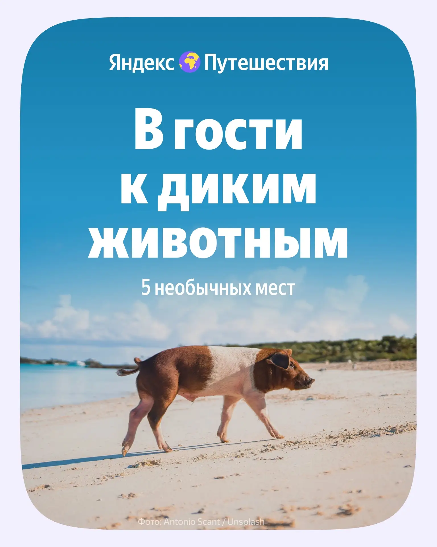 Хотите поплавать со свиньями? 🌊

Мм, что ответить, что ответить… А если так: хотите отправиться на 