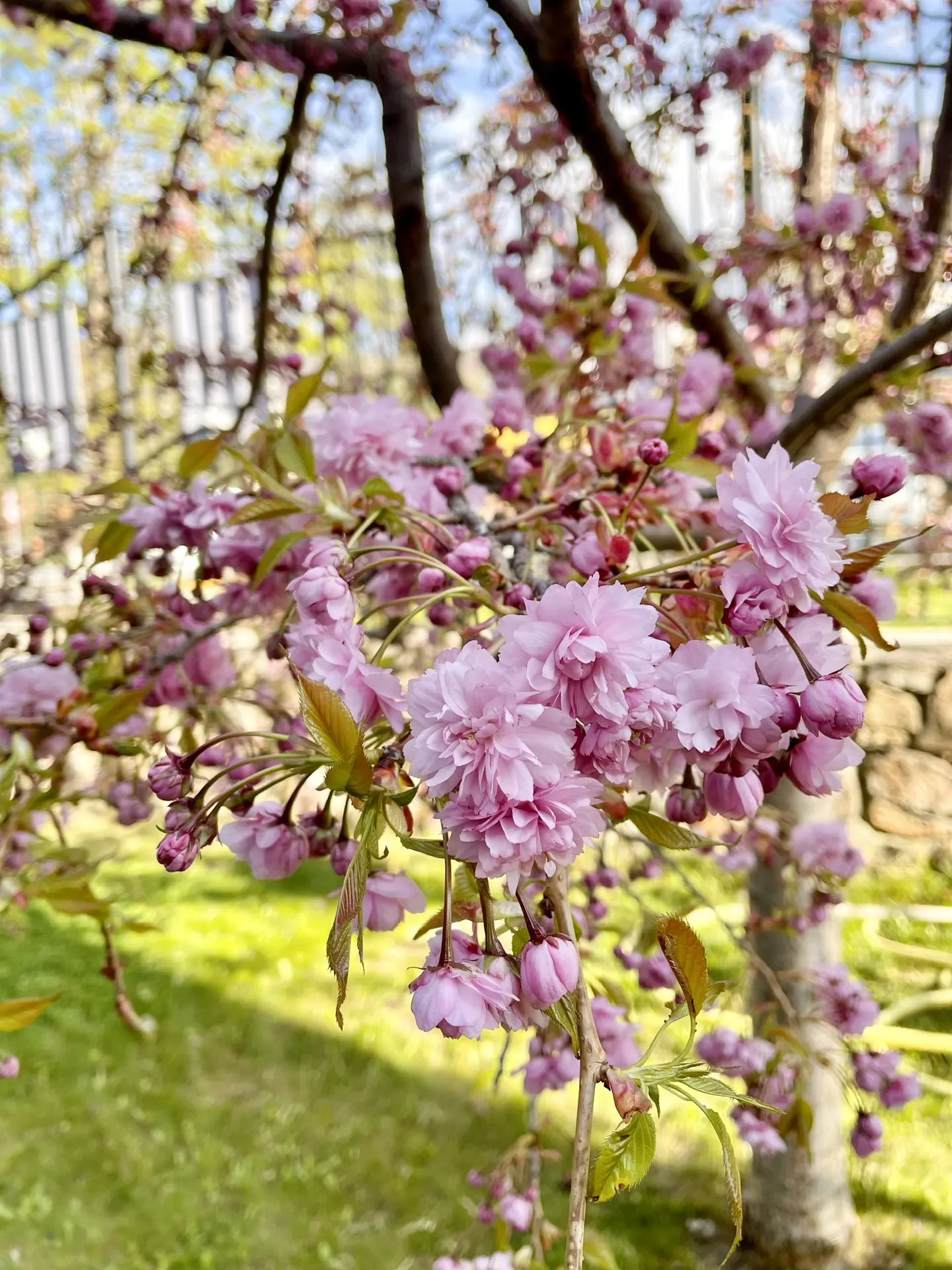 А вы видели? 😍   Во дворе КЧГУ начала цвести наша любимая сакура!  Мы ждали этого момента всю весну 