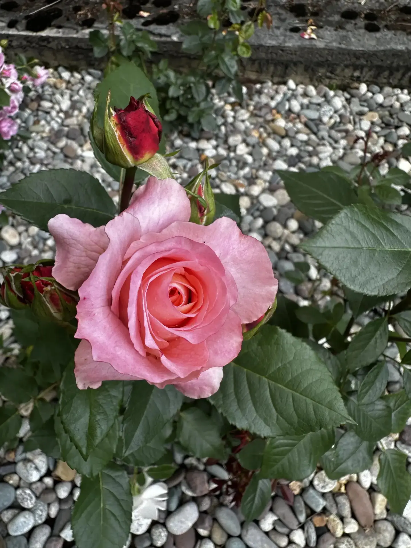 Доброе утро! 🌹