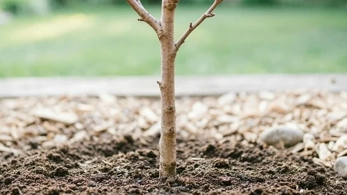 🌳 Саженец сливы сбросил листья: паниковать или нет?

☝ Ответ зависит от того, что перед вами — корн