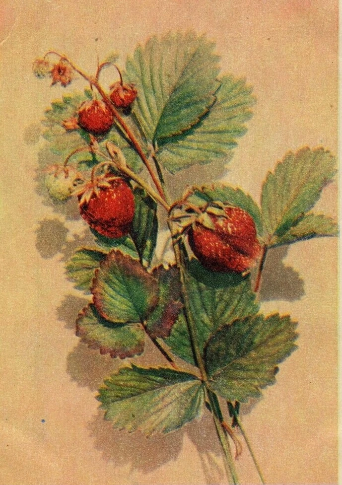 🍓 С Днём клубники! 🍓 А это кусочек летнего настроения из фондов нашего музея.

📜 Художественная о