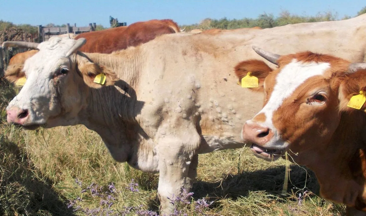 ЗАРАЗНЫЙ УЗЕЛКОВЫЙ ДЕРМАТИТ (ЗУД)☢🐄 – Это опасное вирусное заболевание крупного рогато...